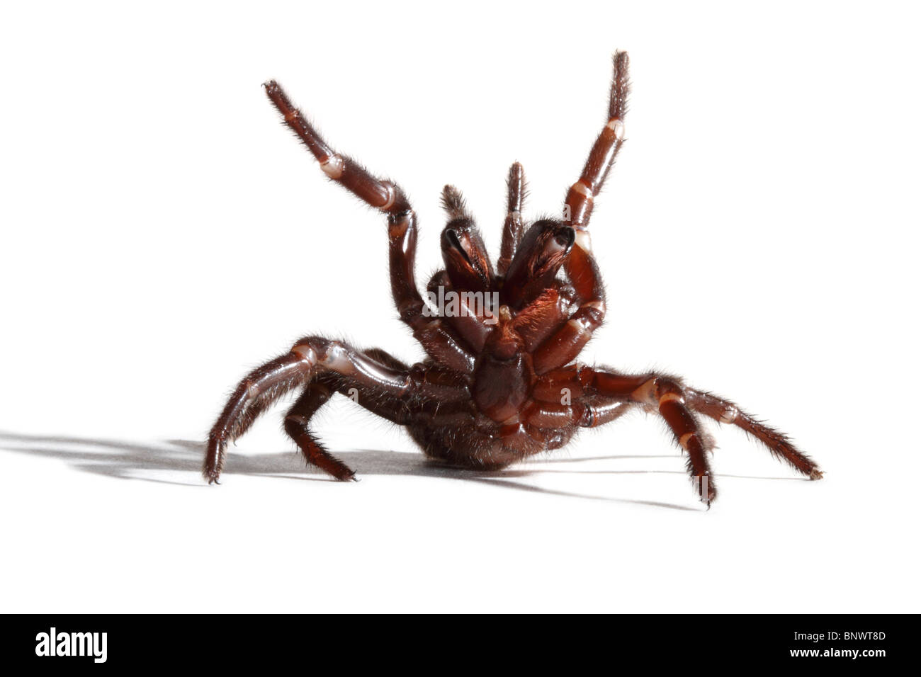 Sydney Funnel-web Spider Atrax robustus Single adult female Stock Photo
