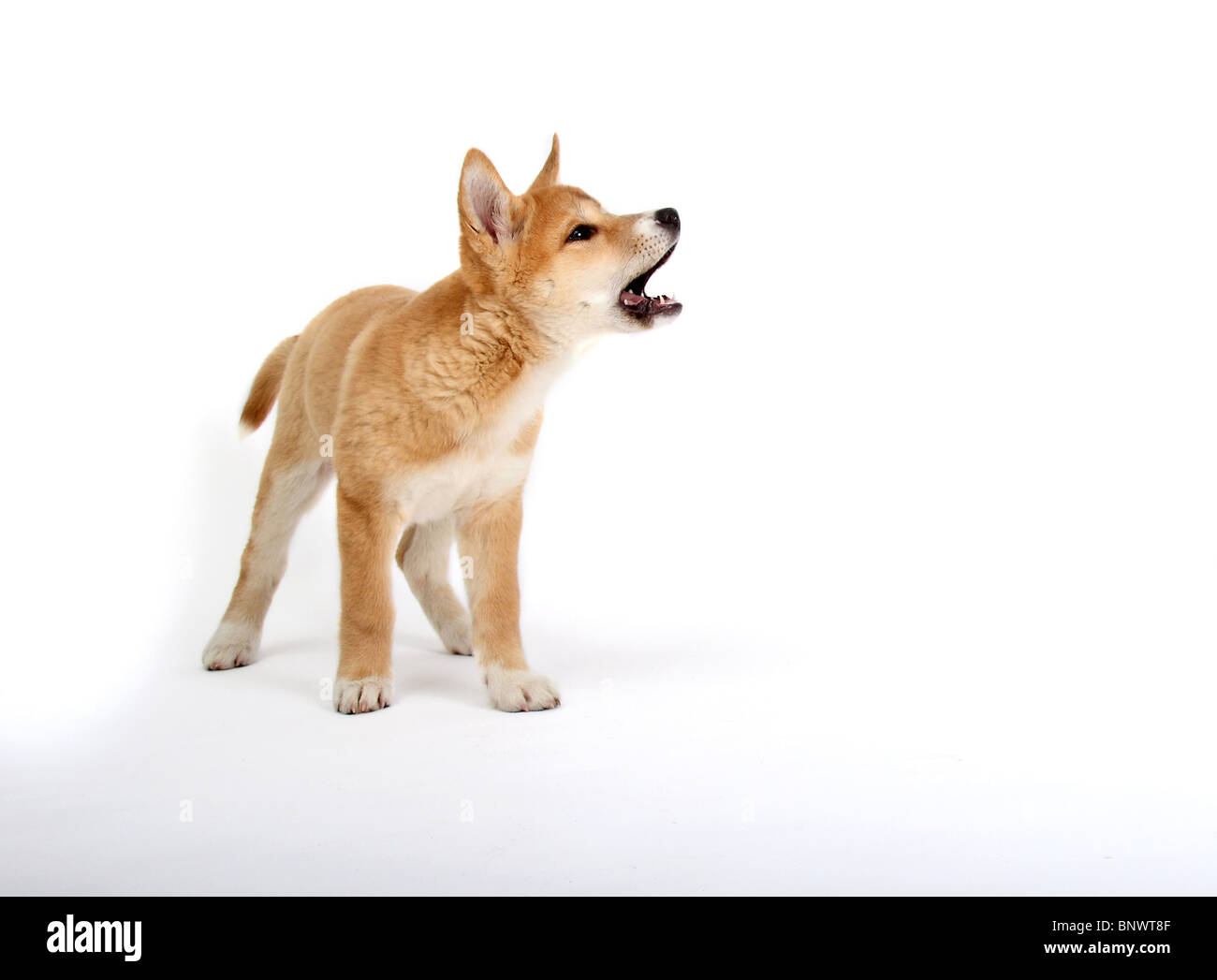 Dingo pup photographed in a studio Stock Photo