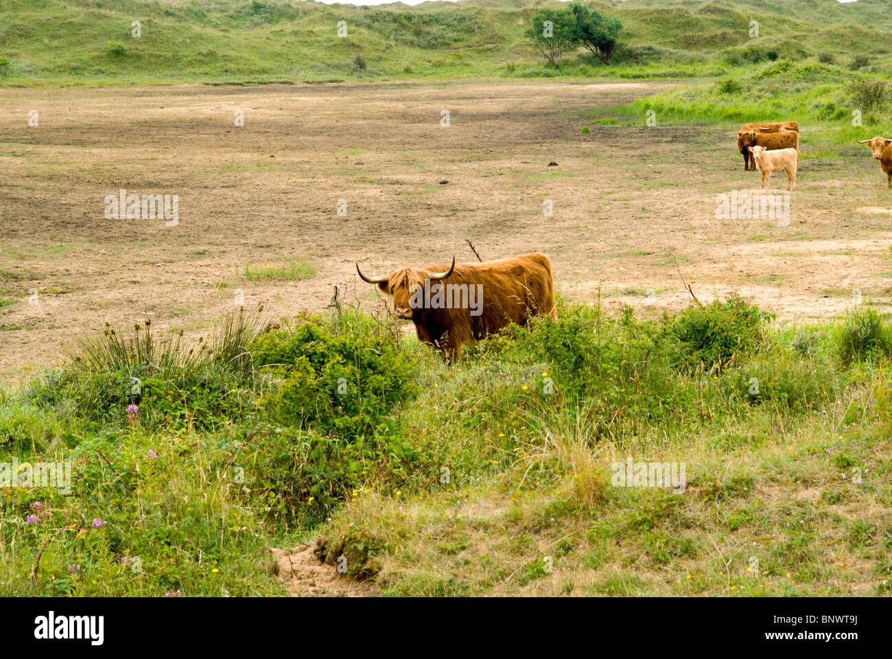 highland cattle grazing scrub land kenfig national nature reserve porthcawl bridgend south wales uk Stock Photo