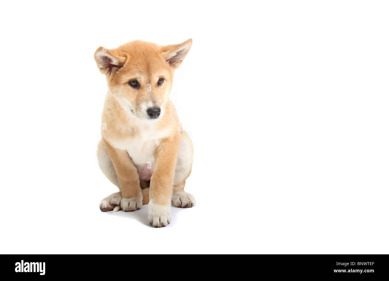 Dingo pup photographed in a studio Stock Photo