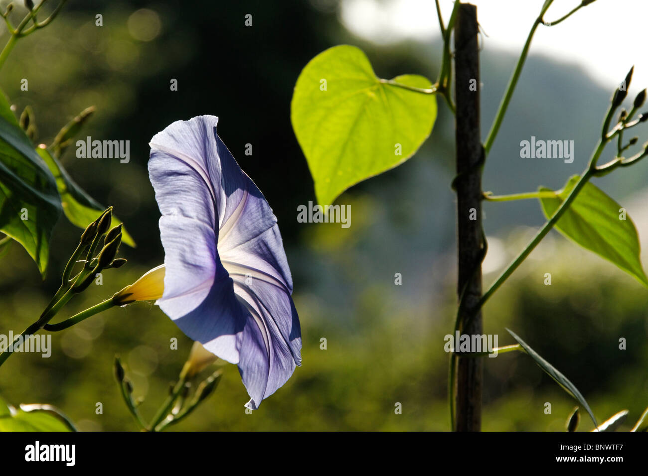 Blue Bindweed or Heavenly Blue Morning Glory ( Ipomoea tricolor ) Stock Photo