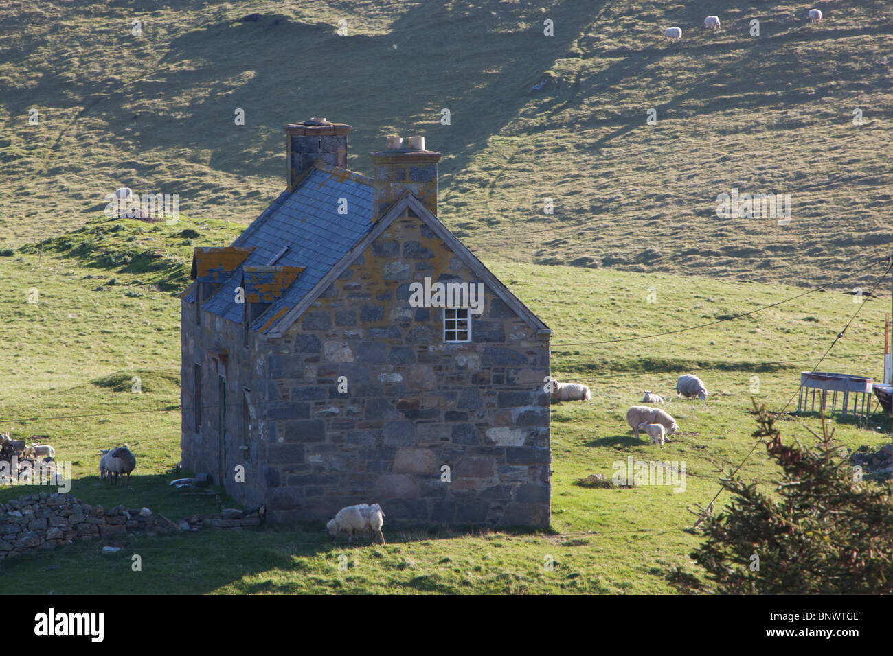 Scottish country cottage with sheep around it Stock Photo
