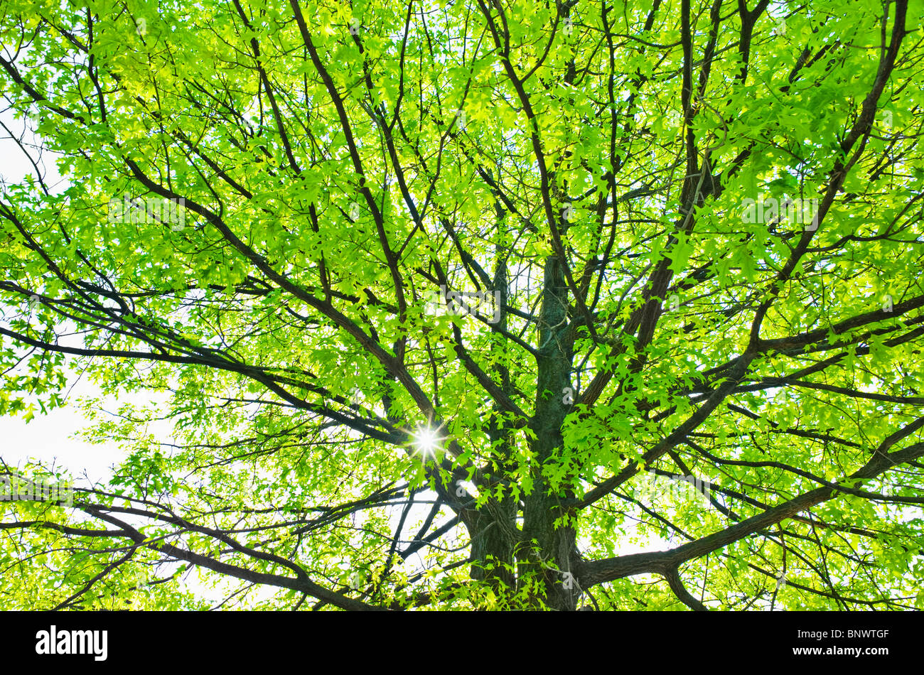 Sunlight shining through tree branches in spring Stock Photo