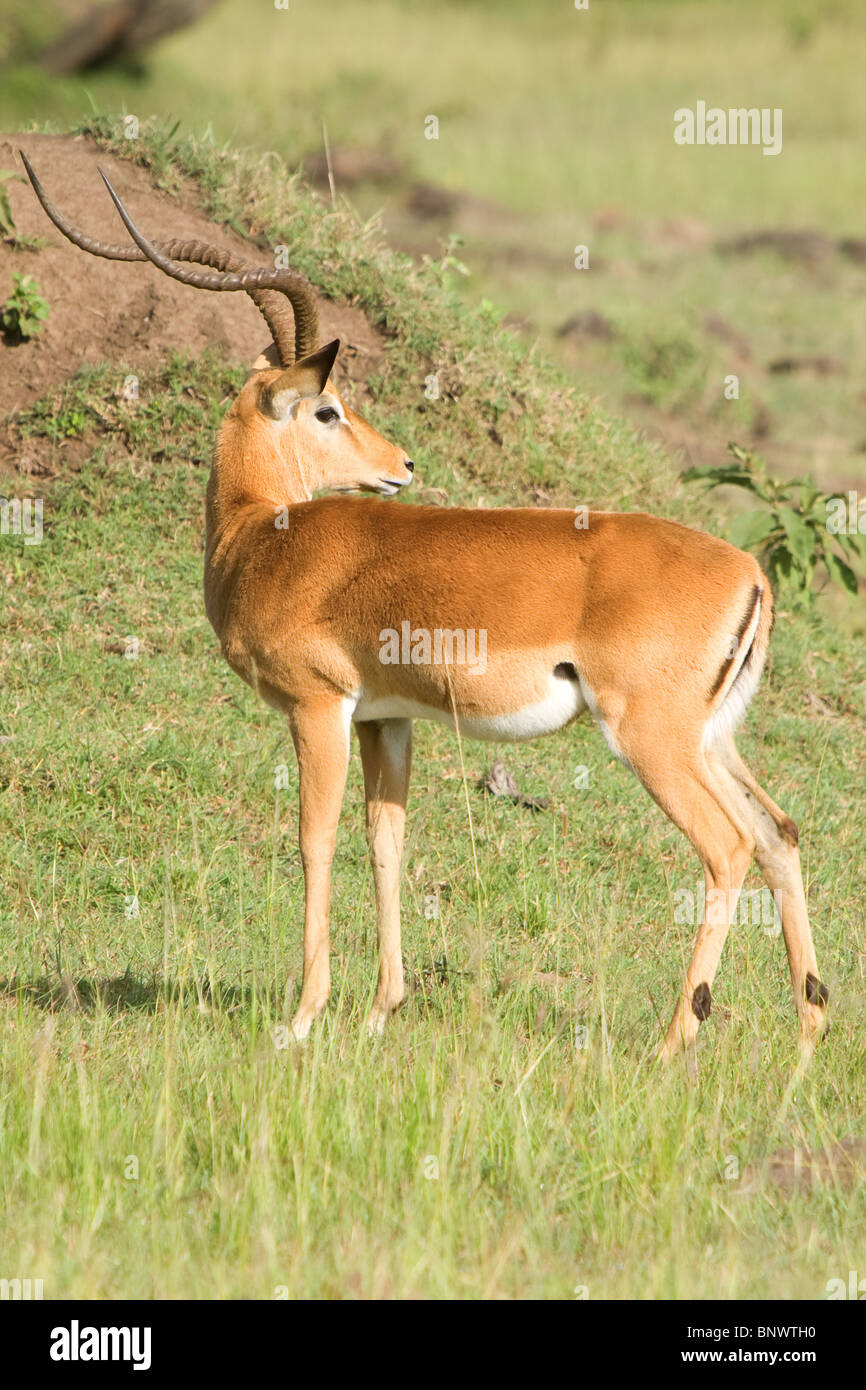 Thompson Gazelle on the Masai Mara Kenya Stock Photo - Alamy