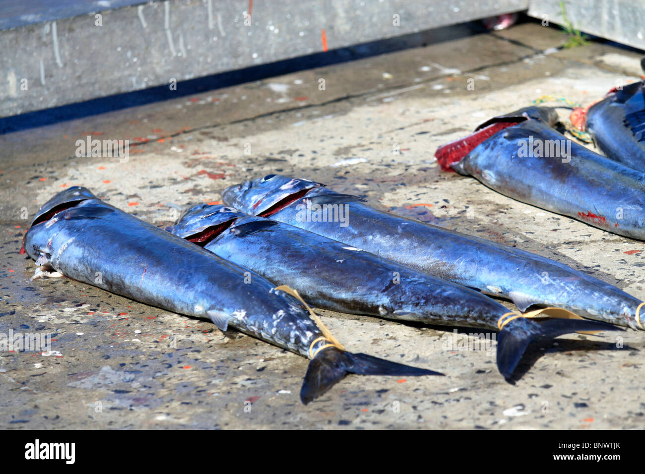 Row of freshly caught Snoek ( Thyrsites atun) on pier at Hout Bay Harbour. Stock Photo