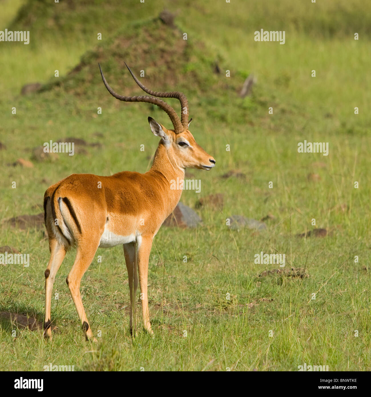 Gazelle thompson hi-res stock photography and images - Alamy