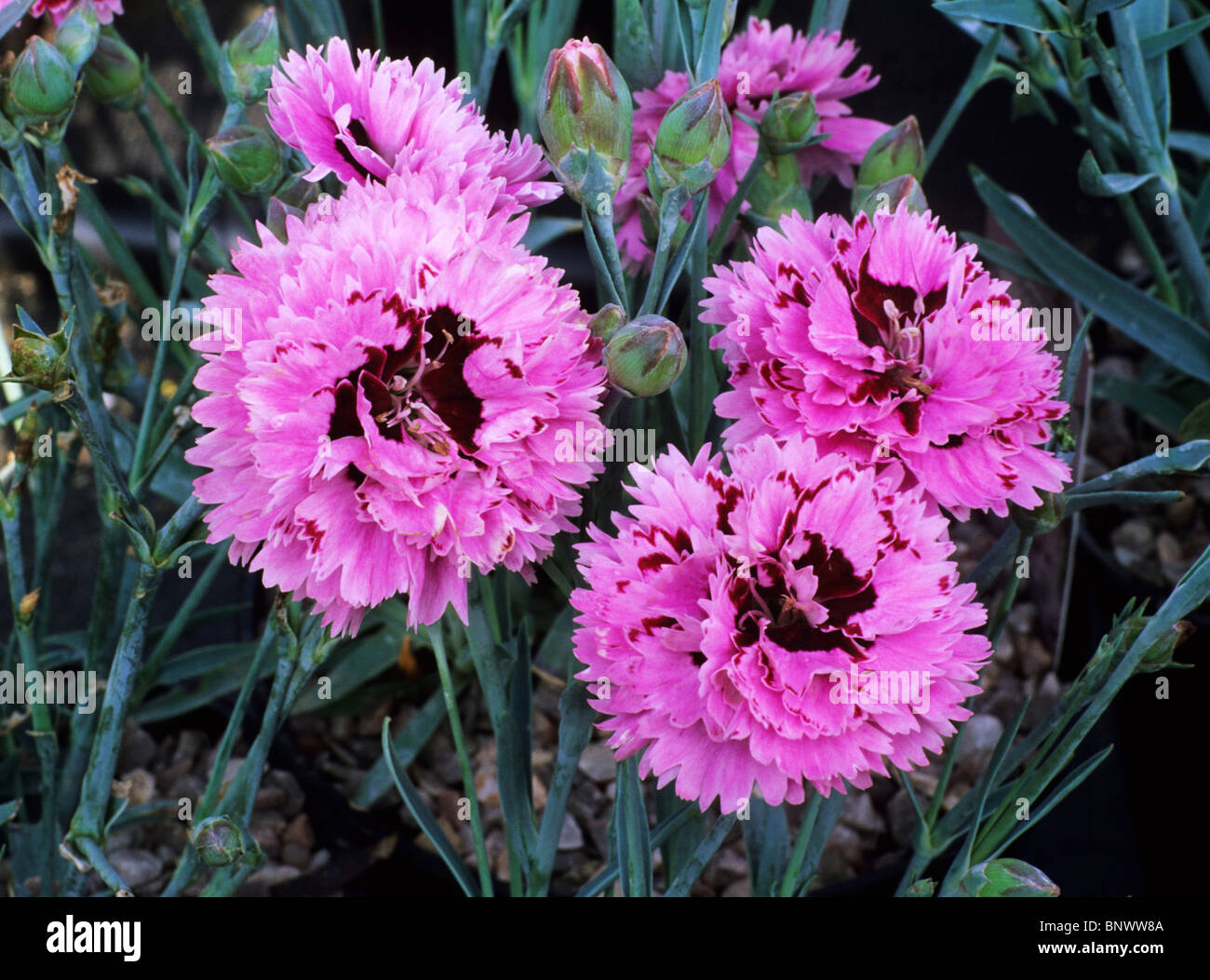 Dianthus 'Early Bird Fizzy' pink carnation flower flowers garden plant