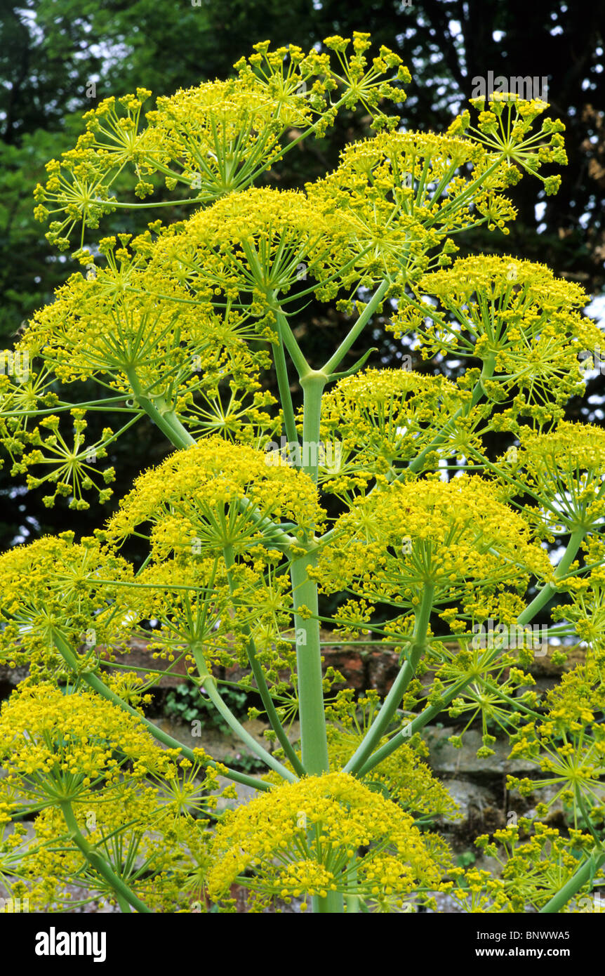 Ferrula communis, giant fennel yellow flower flowers tall garden plant plants Stock Photo Alamy