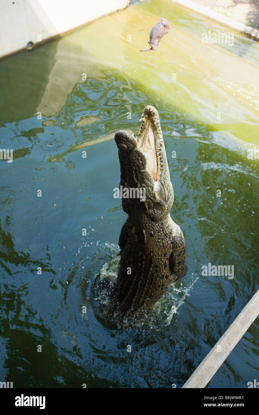 Jumping crocodile at Crocodylus wildlife park. Darwin, Northern Territory, AUSTRALIA. Stock Photo