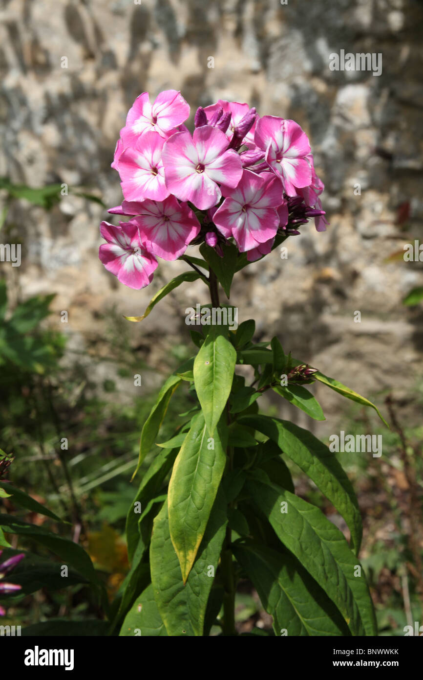 The head of a Phlox plant in strong sunlight Stock Photo
