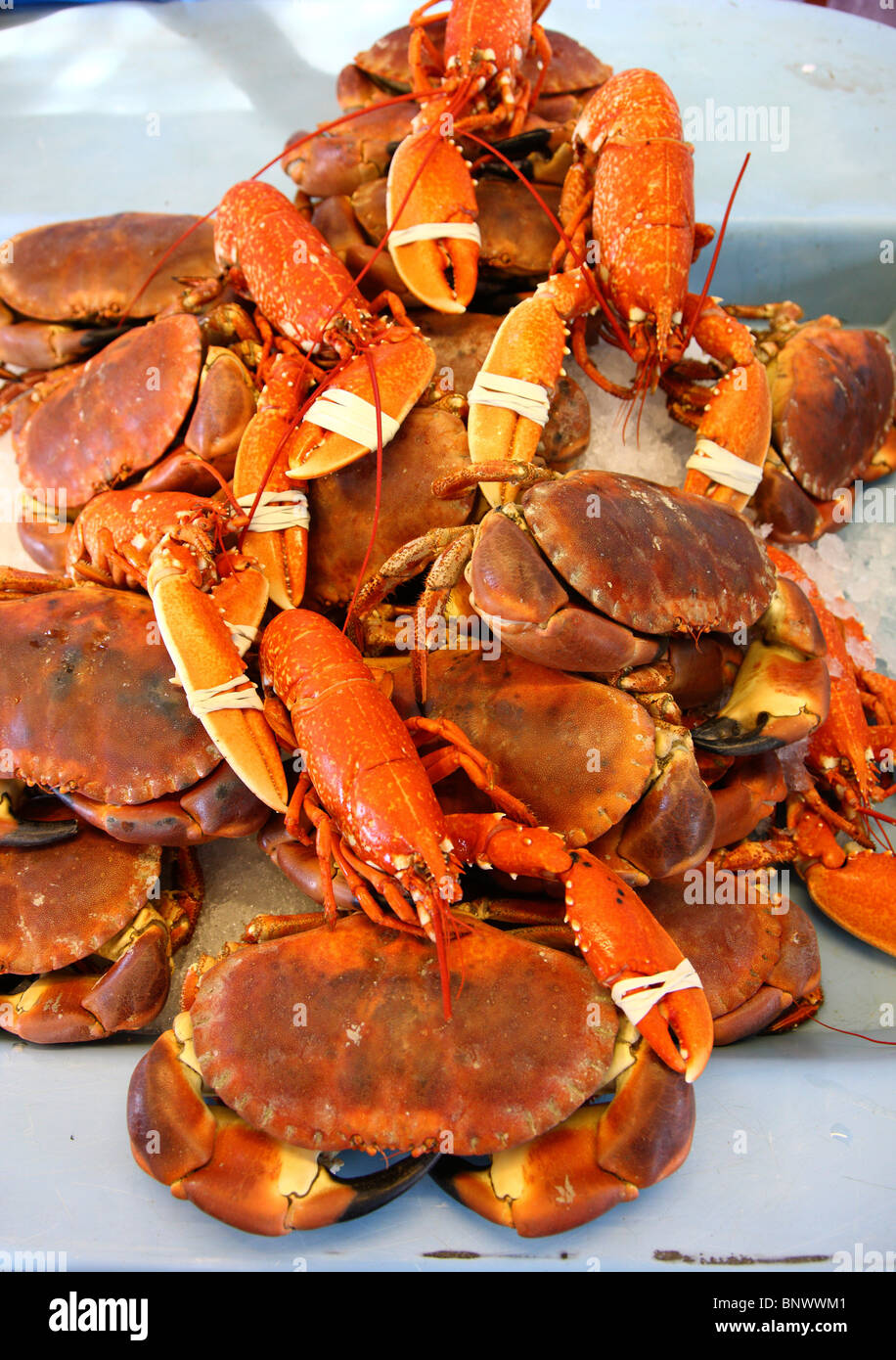 Crab, delicates on the Channel Islands, Guernsey, Channel Islands, UK, Europe Stock Photo