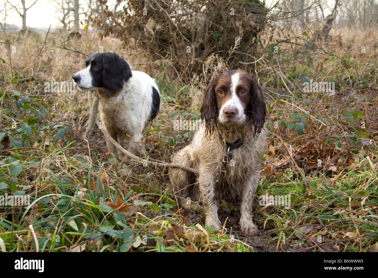 Two gun dogs waiting for their master. Stock Photo