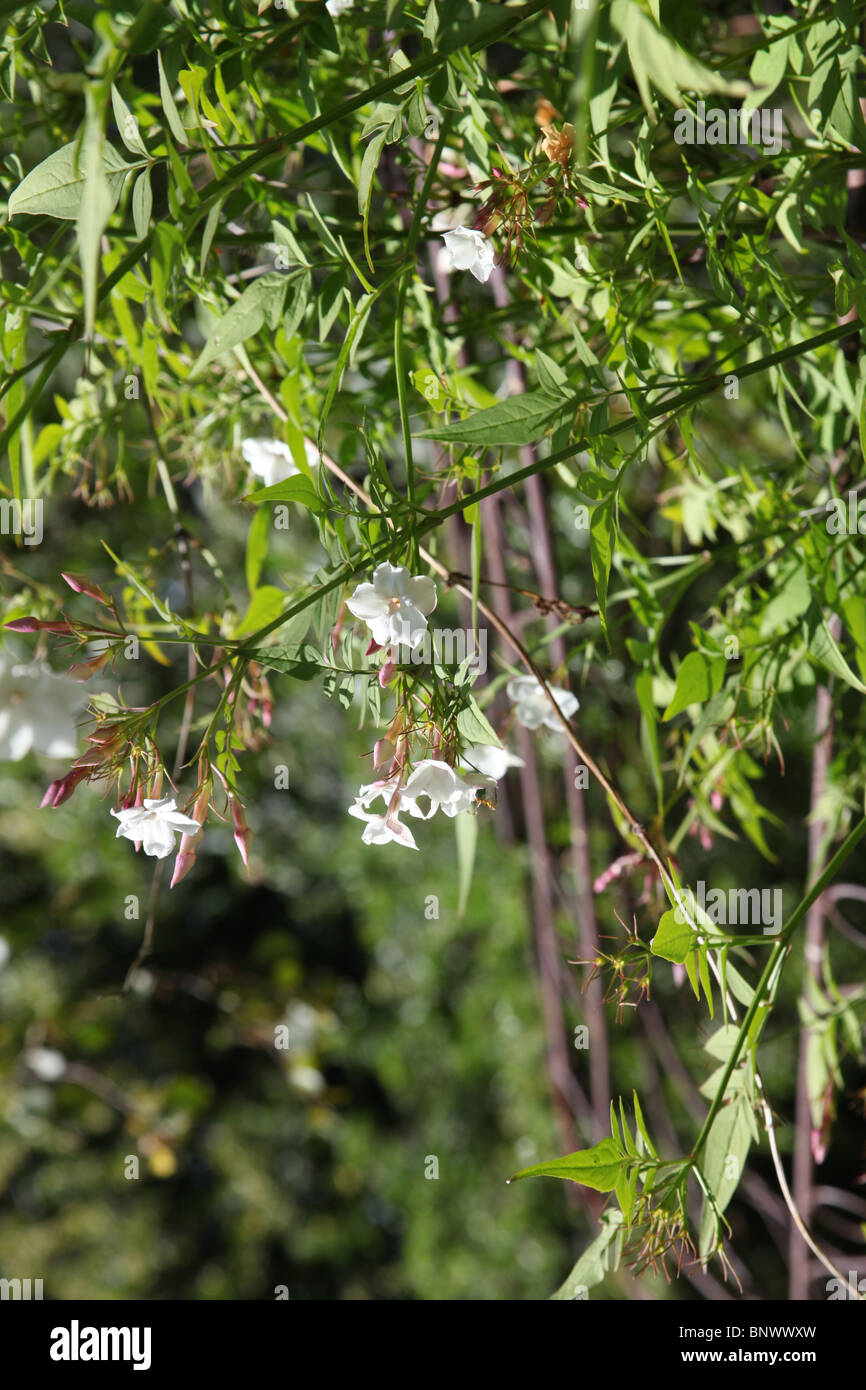 jasmine flowering in bright sunlight Stock Photo Alamy