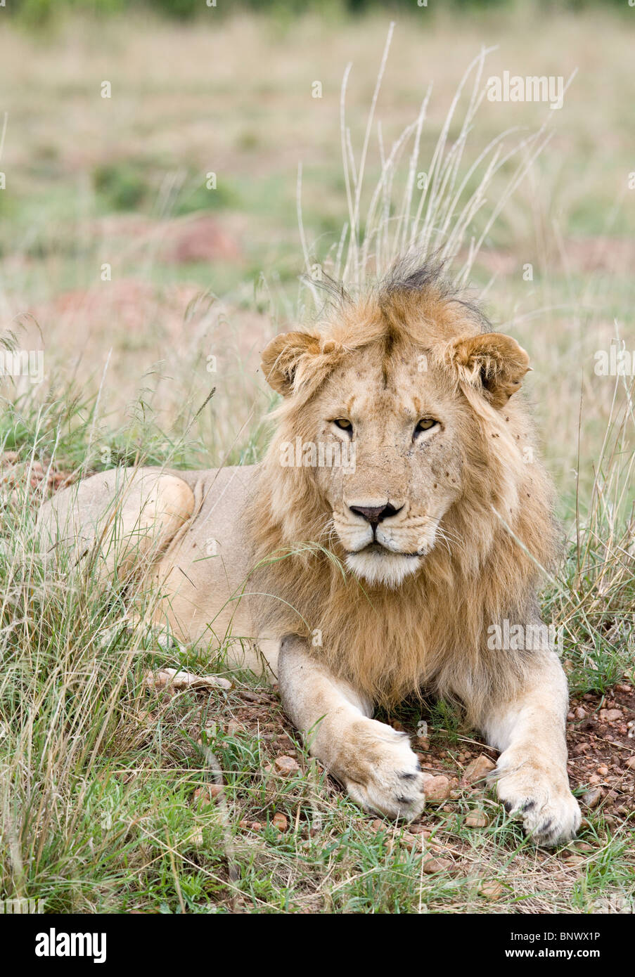 Grass masai mara hi-res stock photography and images - Alamy