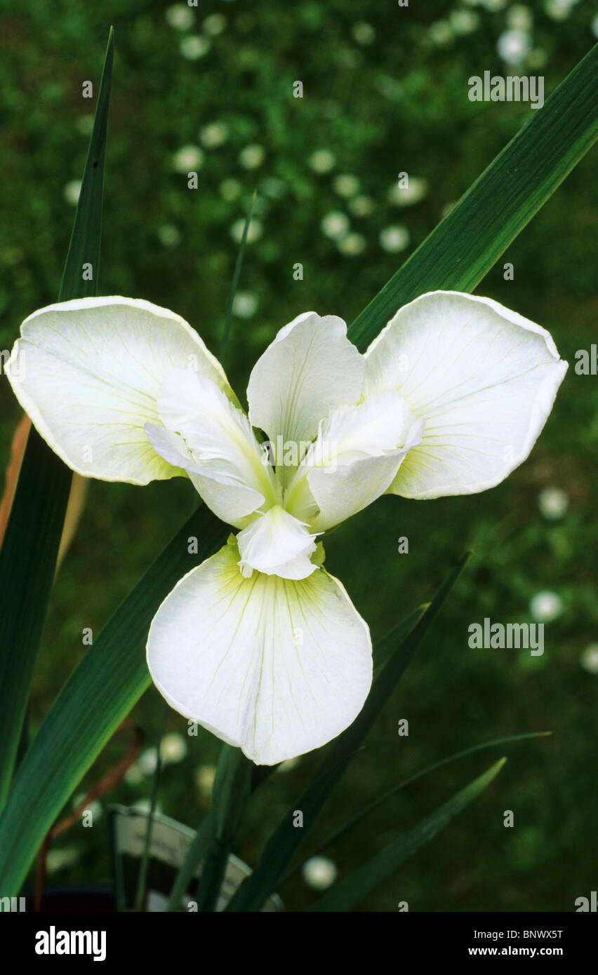 Iris sibirica 'Gull's Wing' white flower flowers garden plant plants Siberian flag flags irises Stock Photo
