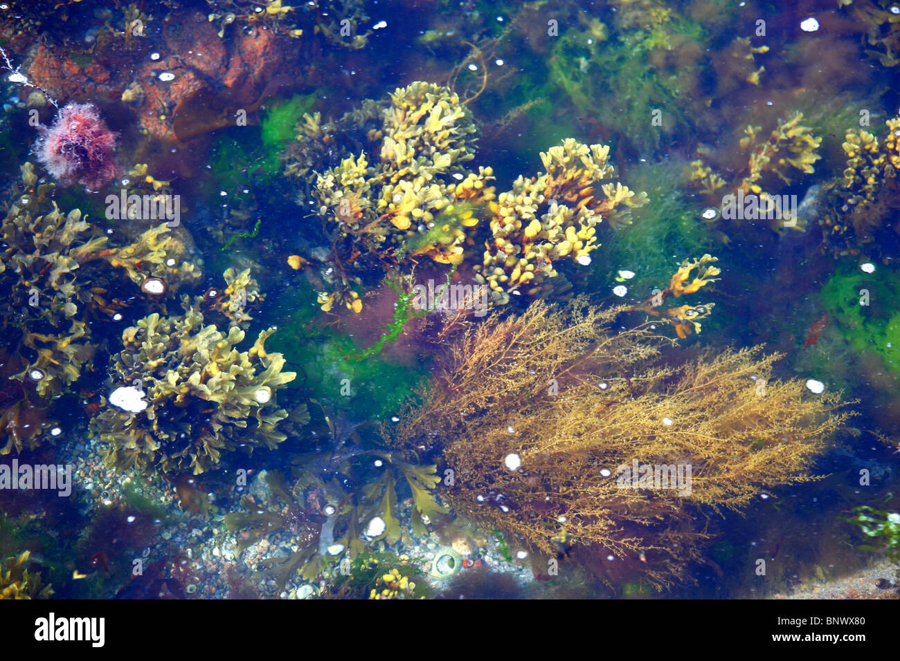 Seaweed, at low tide, algae, in the Atlantic ocean. Water plants Stock