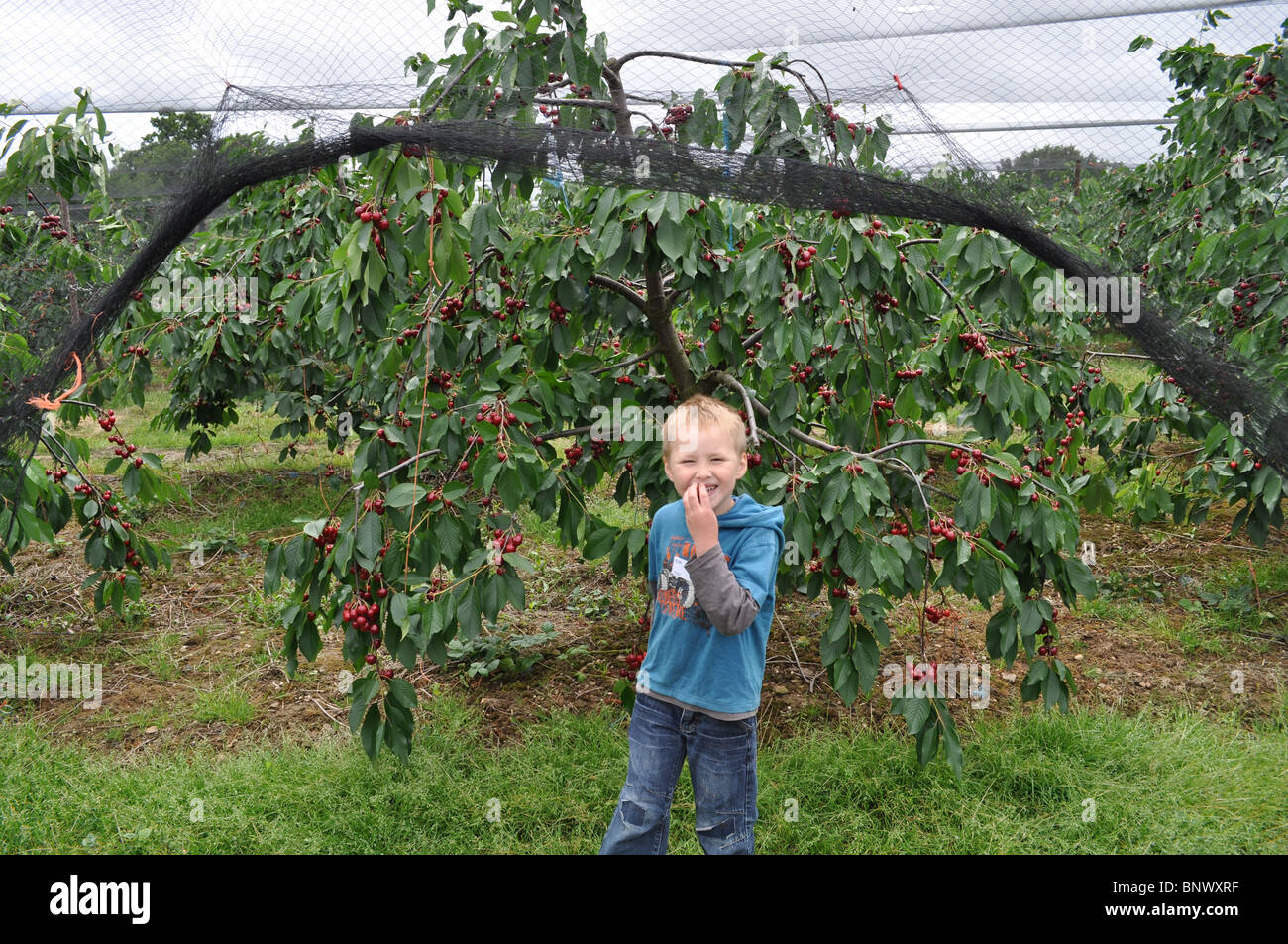Cherry tree picking in a cherry orchard Stock Photo