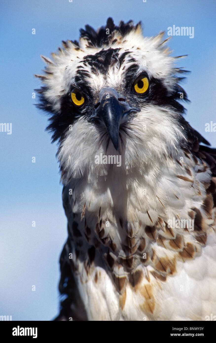 An osprey  makes a majestic raptor portrait of a fish-eating bird of prey that is also known as a fish eagle and a sea hawk. Stock Photo