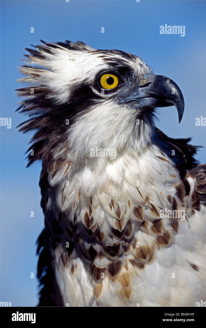 An osprey  makes a majestic raptor portrait of a fish-eating bird of prey that is also known as a fish eagle and a sea hawk. Stock Photo