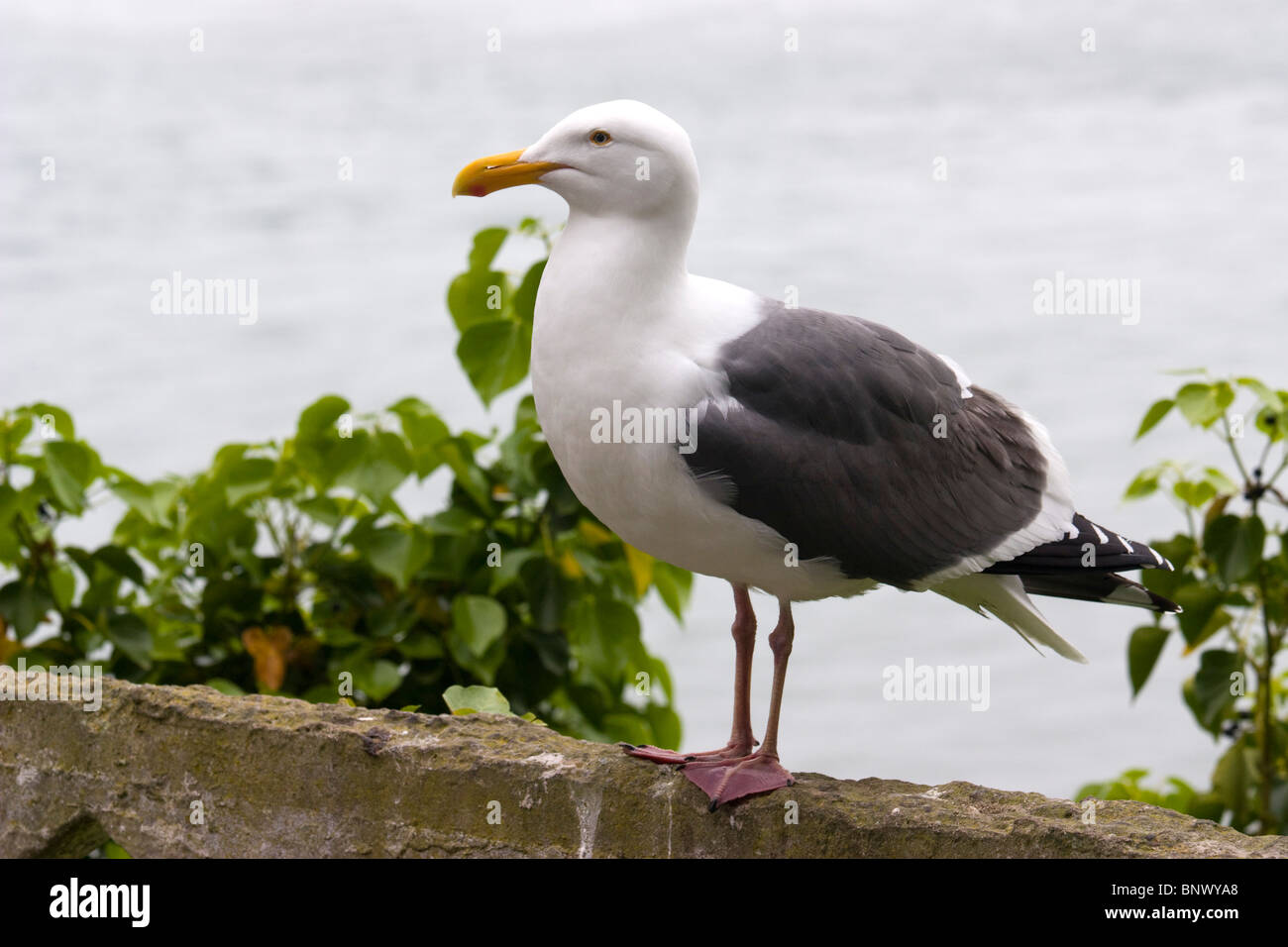 Typical acquatic bird in Alcatraz penitentiary island Stock Photo