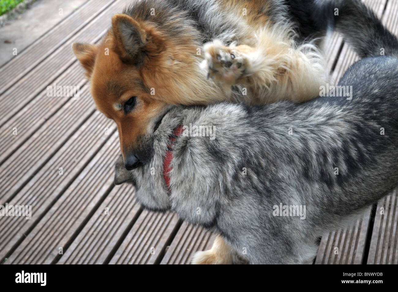 our two dogs play fighting Stock Photo Alamy