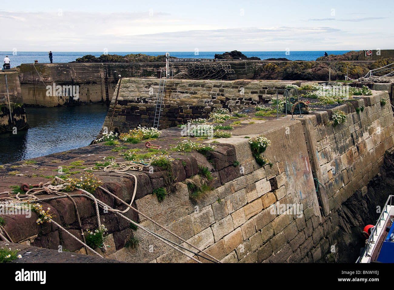 Sea mayweed at St Abbs harbour. Scotland. Stock Photo