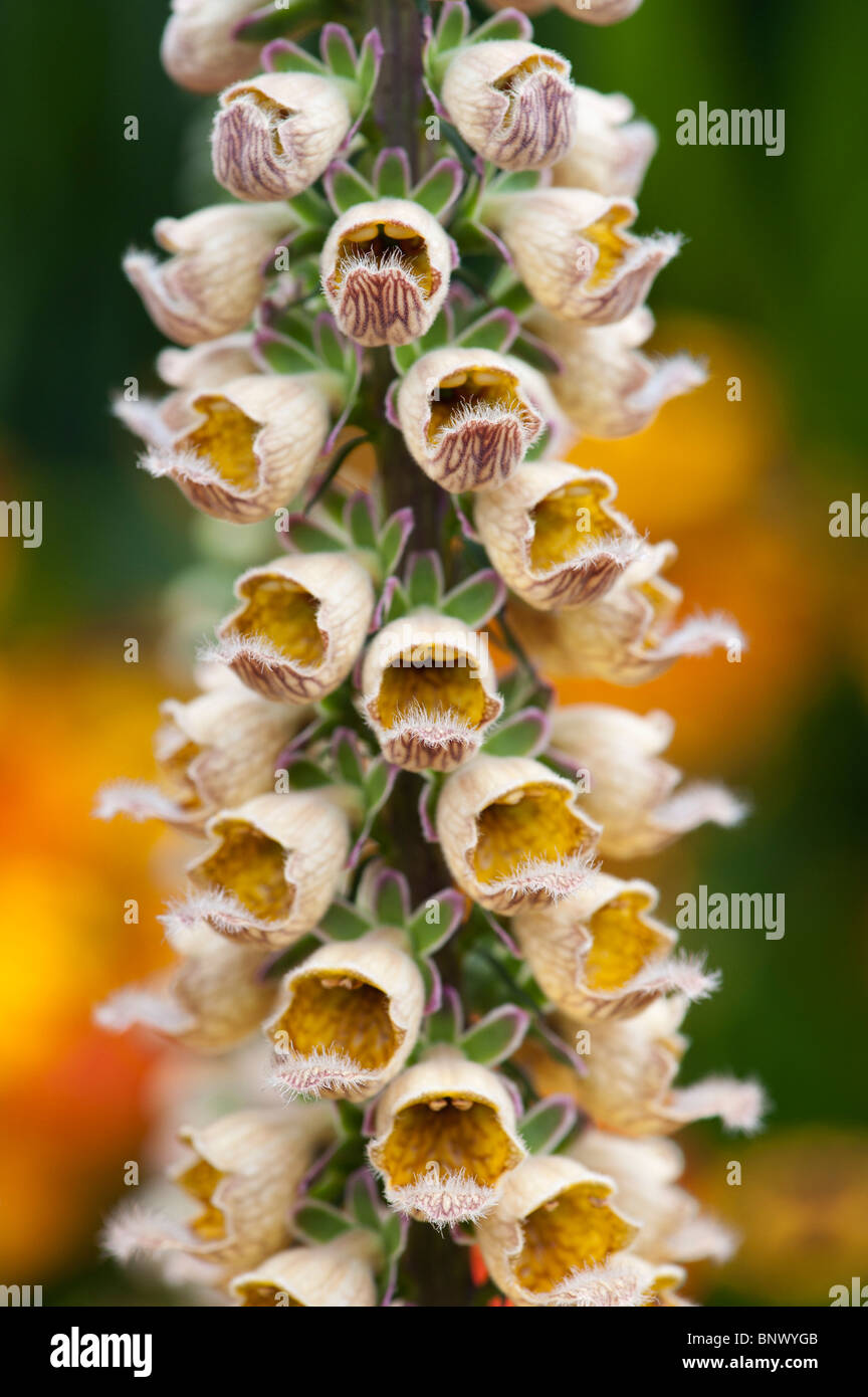 Digitalis ferruginea. Rusty foxglove Stock Photo Alamy