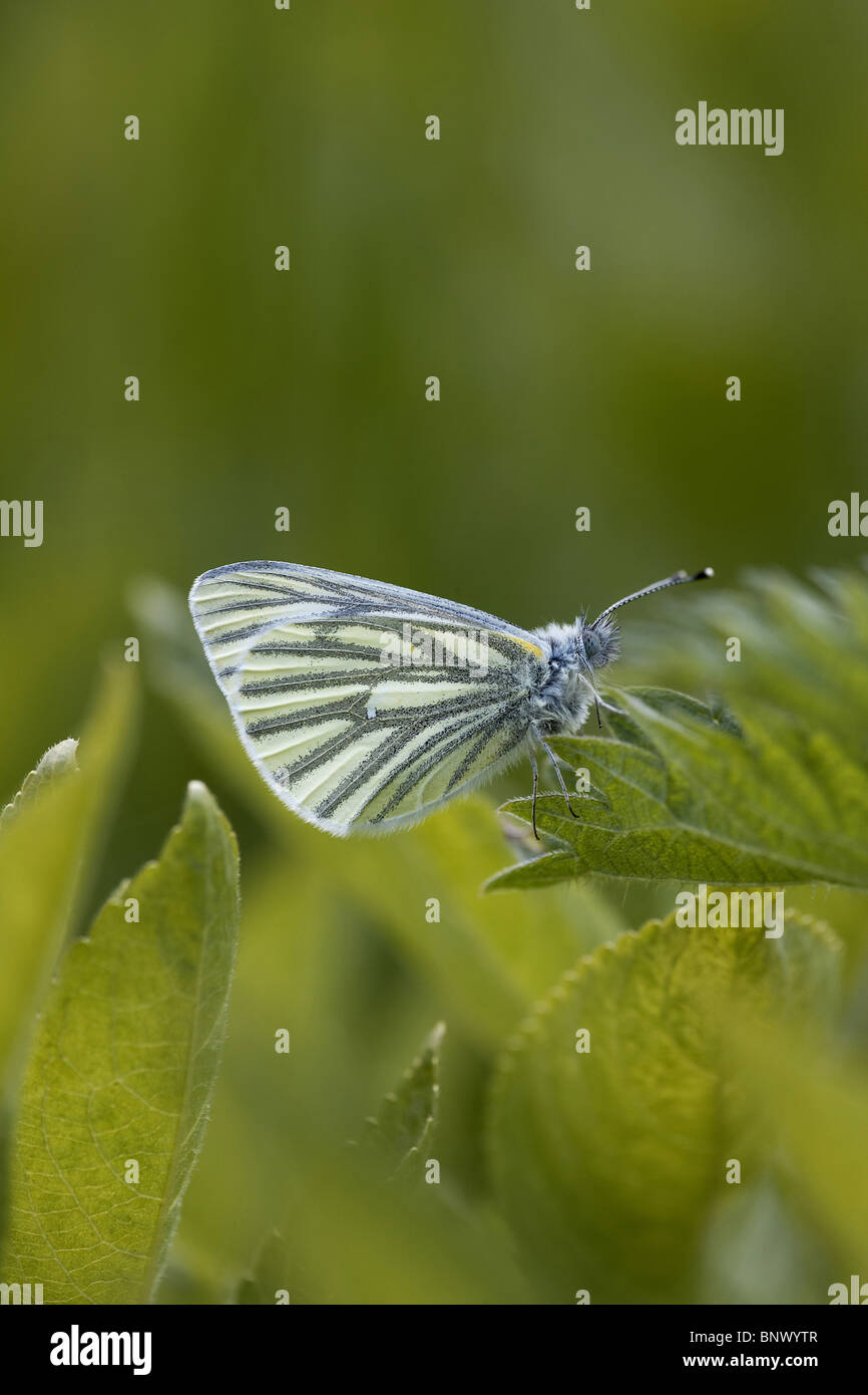Green-veined White, Pieris napi butterfly Stock Photo