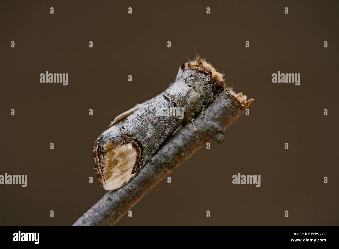 Buff-tip, Phalera bucephala, mimic a broken twig, seen here resting on birch. Stock Photo