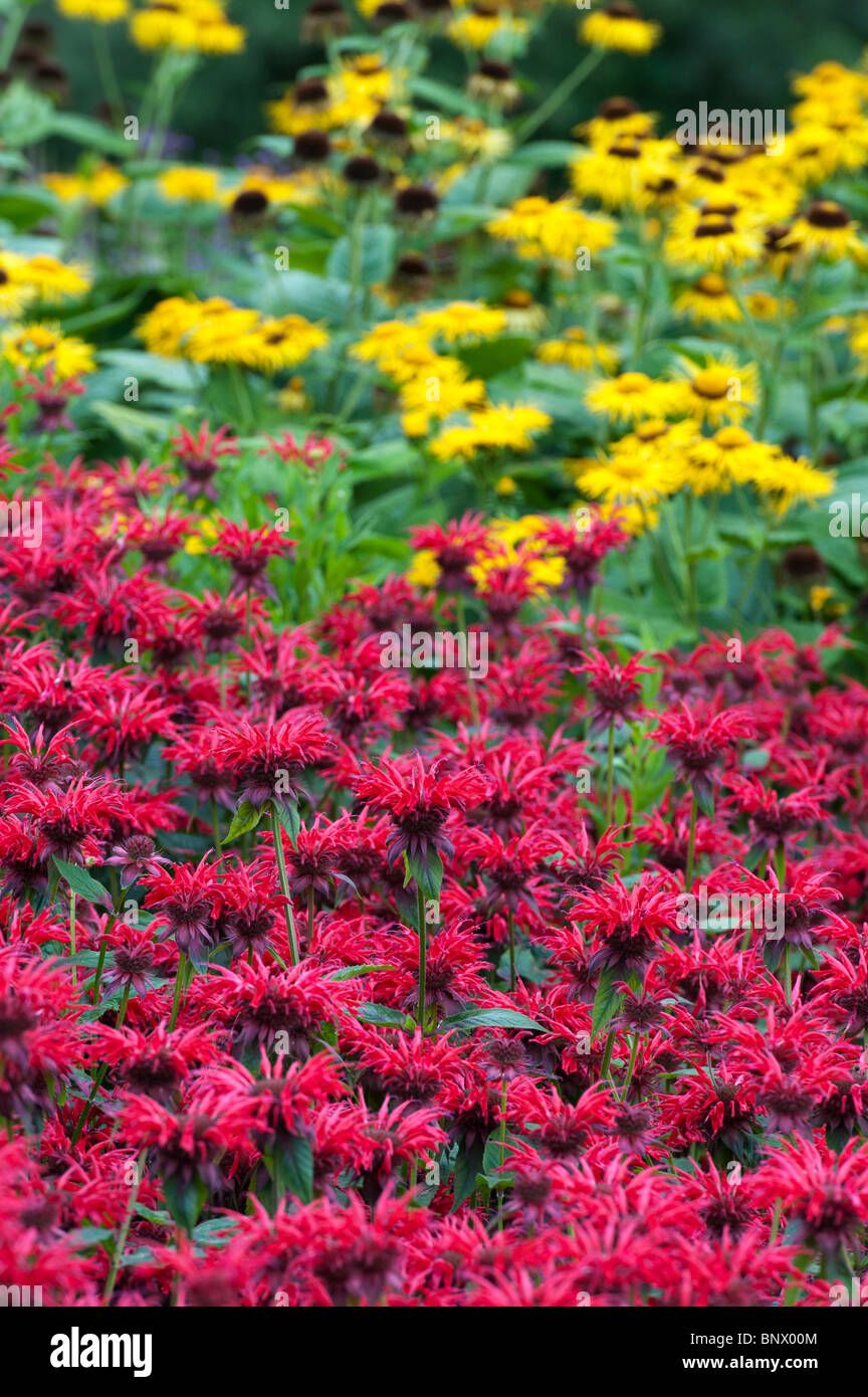 Monarda 'Gardenview Scarlet'. Bergamot 'Gardenview Scarlet' in an english garden flower border. UK Stock Photo