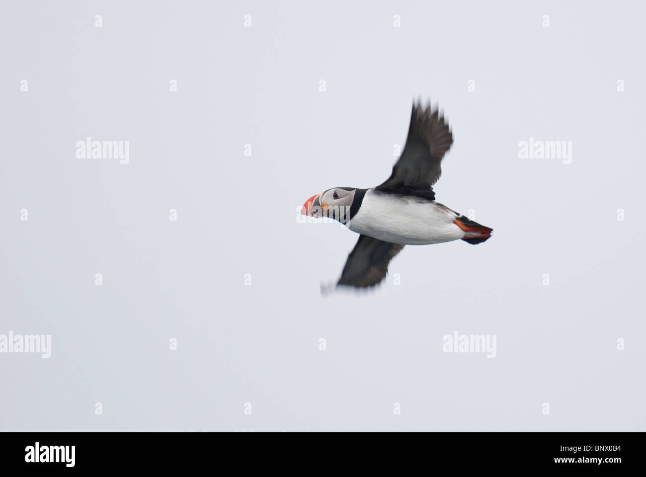 Atlantic Puffin (Fratercula arctica), Reykjavik, Iceland Stock Photo