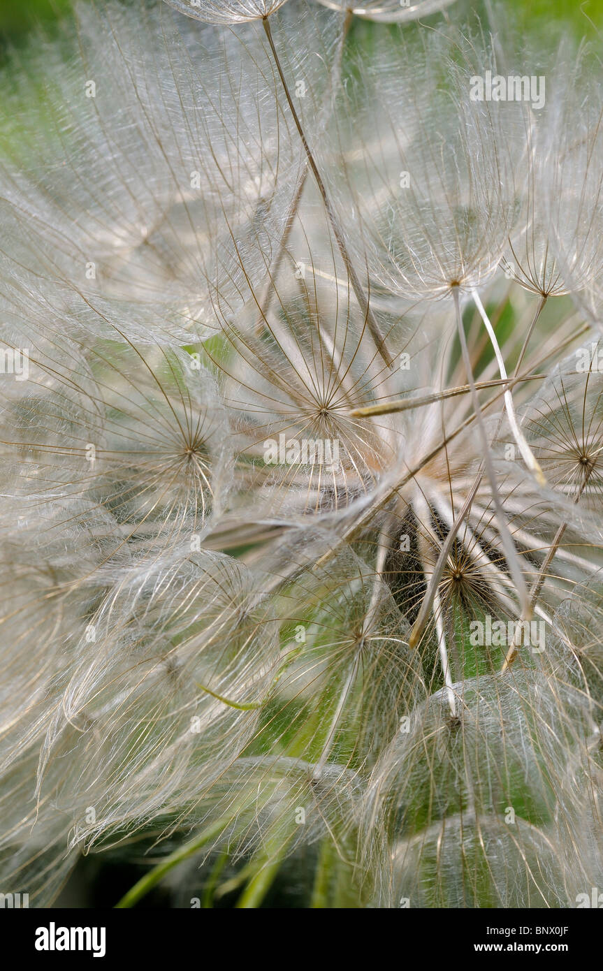 Close-up of a seed head of a wildflower called Goat's Beard in the classification Aruncus dioicus of the family Rosaceae Stock Photo