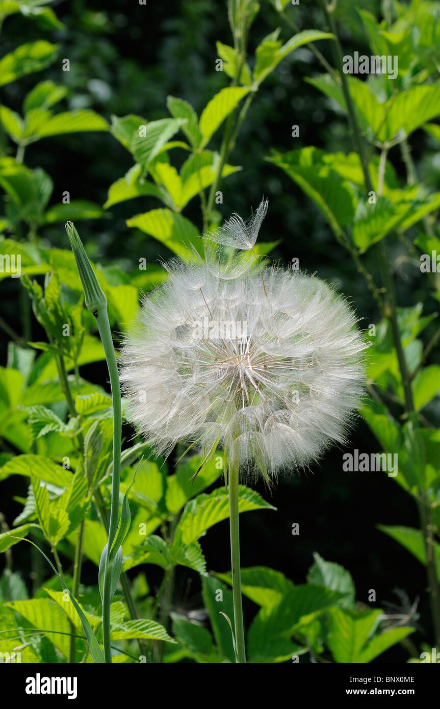 Seed head of a wildflower called Goat's Beard in the classification  Aruncus dioicus of the family Rosaceae Stock Photo
