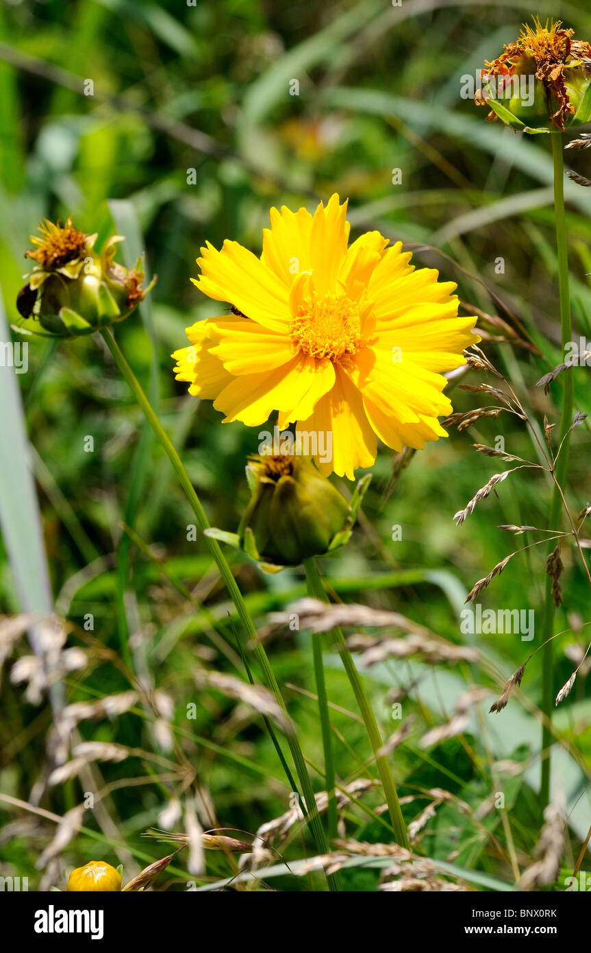 Lanceleaf Coreopsis or  Tickseed Coreopsis wildflower in the classification Coreopsis lanceolata and family Asteraceae Stock Photo