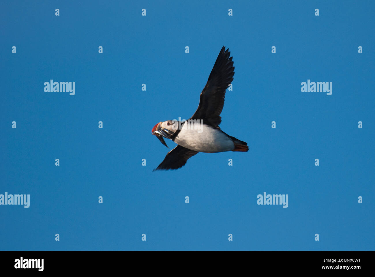 Atlantic Puffin (Fratercula arctica), Reykjavik, Iceland Stock Photo