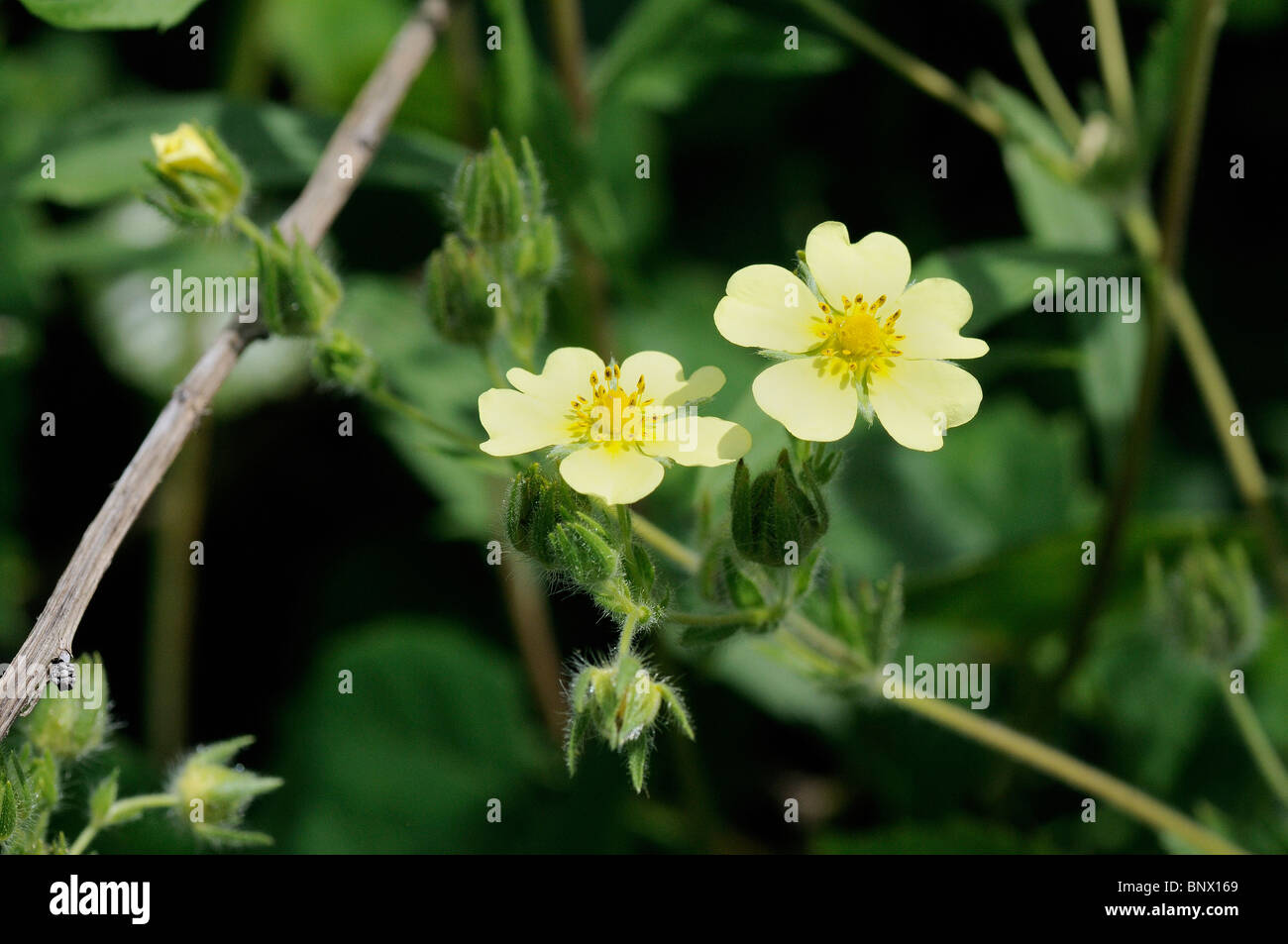 Wildflowers called Sulphur or Rough-fruited Cinquefoil in the classification Potentilla recta of the family of Rosaceae Stock Photo