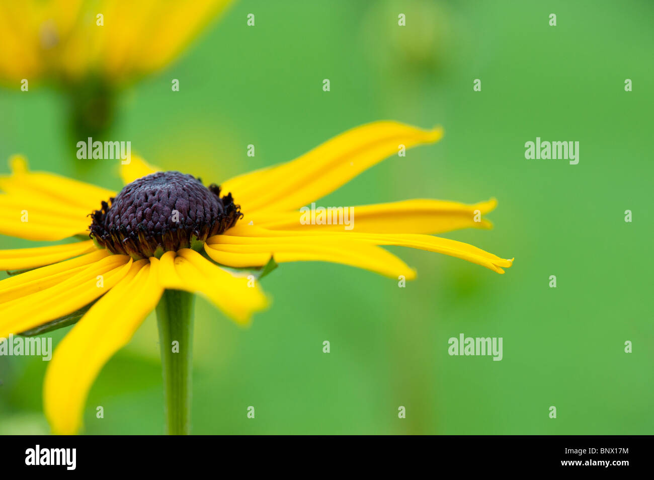 Rudbeckia fulgida var sullivantii 'Goldsturm'. Black Eyed Susan flower Stock Photo