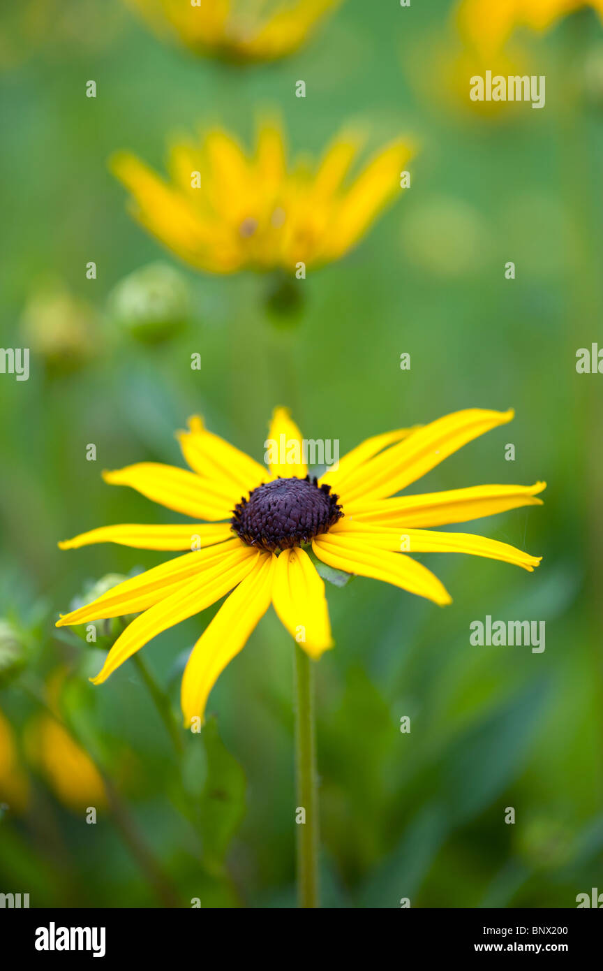 Rudbeckia fulgida var sullivantii 'Goldsturm'. Black Eyed Susan flower Stock Photo