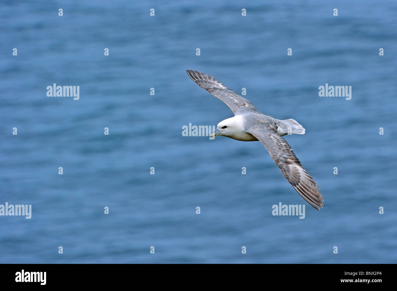 Northern Fulmar / Arctic Fulmar (Fulmarus glacialis) at flight over sea at the Fowlsheugh nature reserve, Scotland, UK Stock Photo