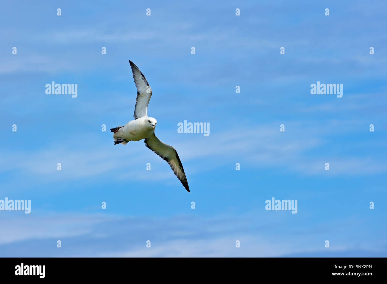 Northern Fulmar / Arctic Fulmar (Fulmarus glacialis) at flight over sea at the Fowlsheugh nature reserve, Scotland, UK Stock Photo