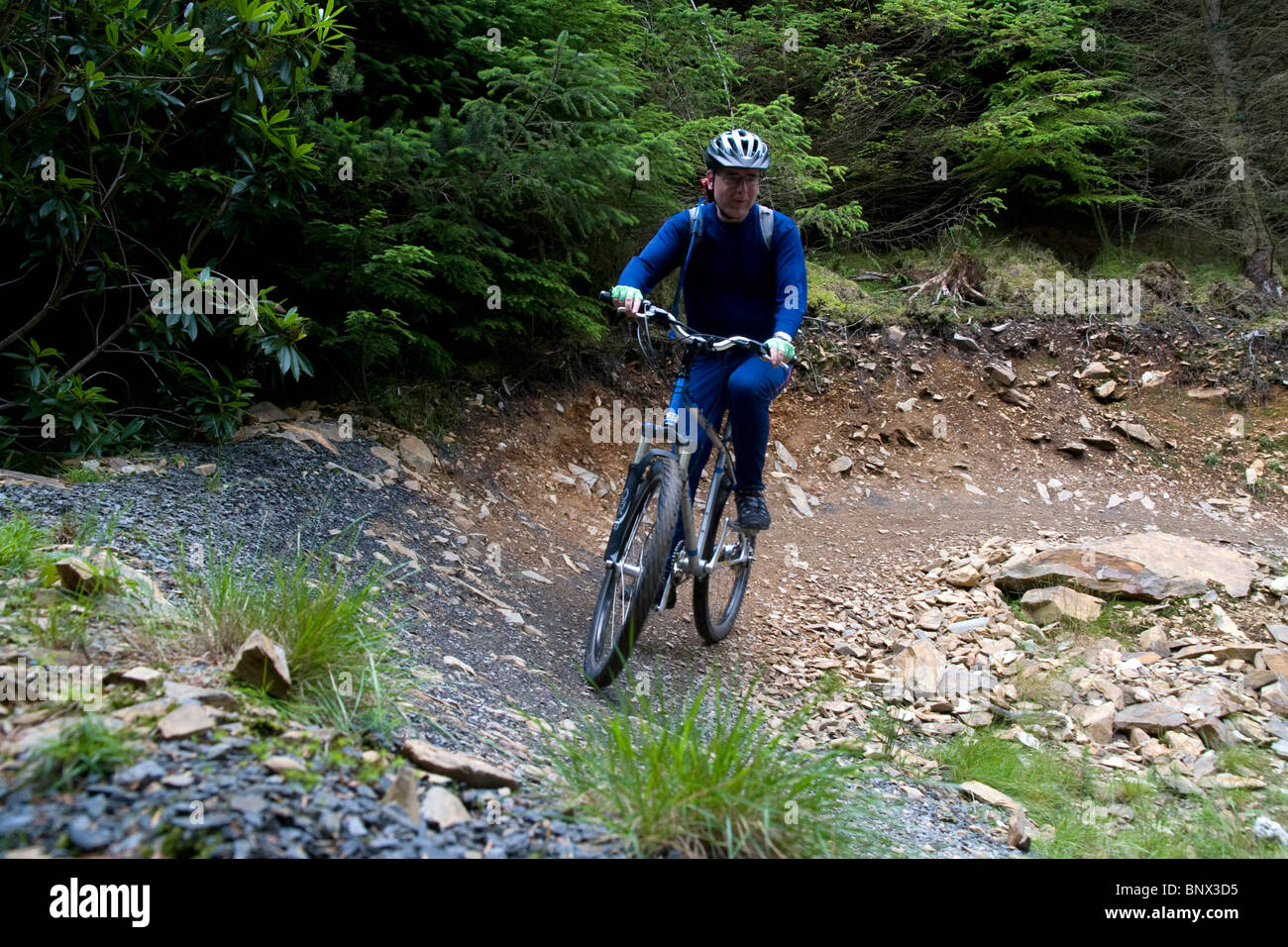 coed y brenin forest park mtb