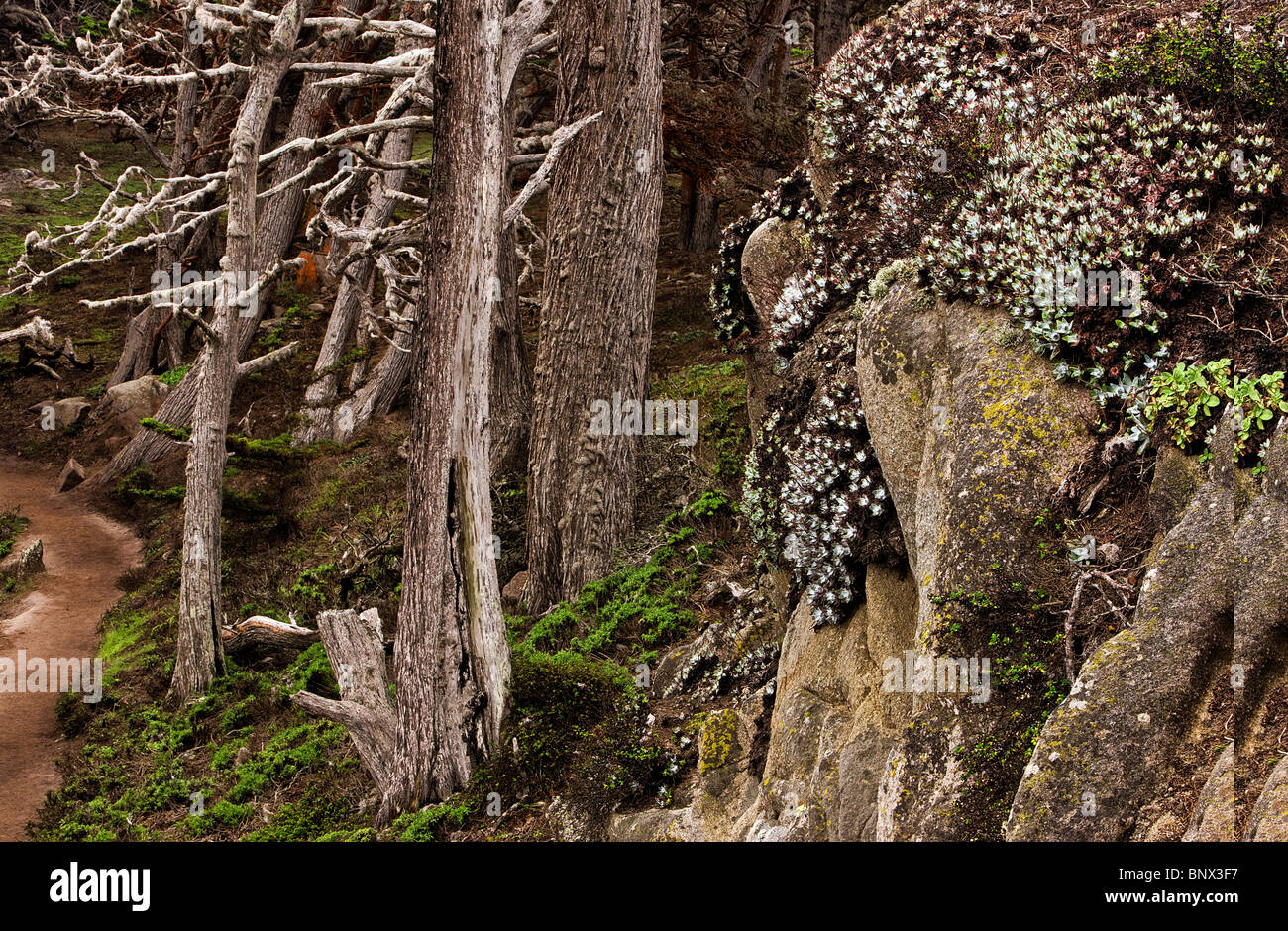 Succulents and ghost cypress trees, Point Lobos State Reserve, California, USA. Stock Photo