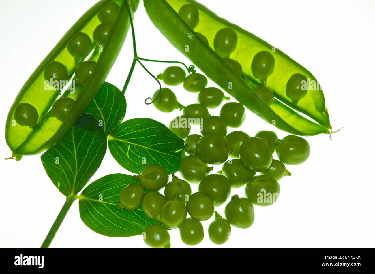 Peas Garden Peas organic displayed as a cut-out image of this favourite garden vegetable Stock Photo