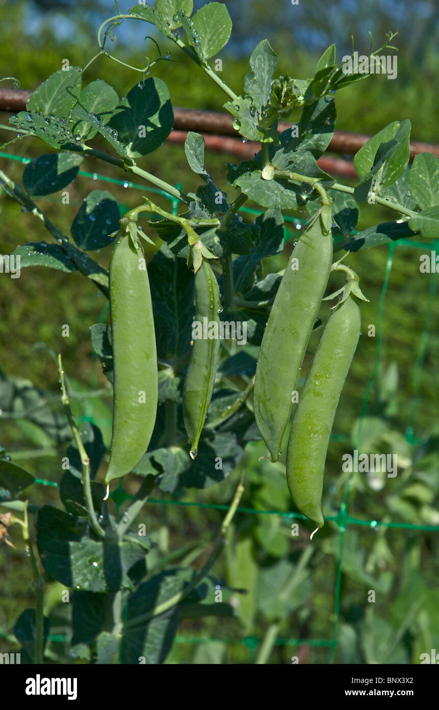 Organicaly grown garden peas in pods in a vegetable garden Stock Photo