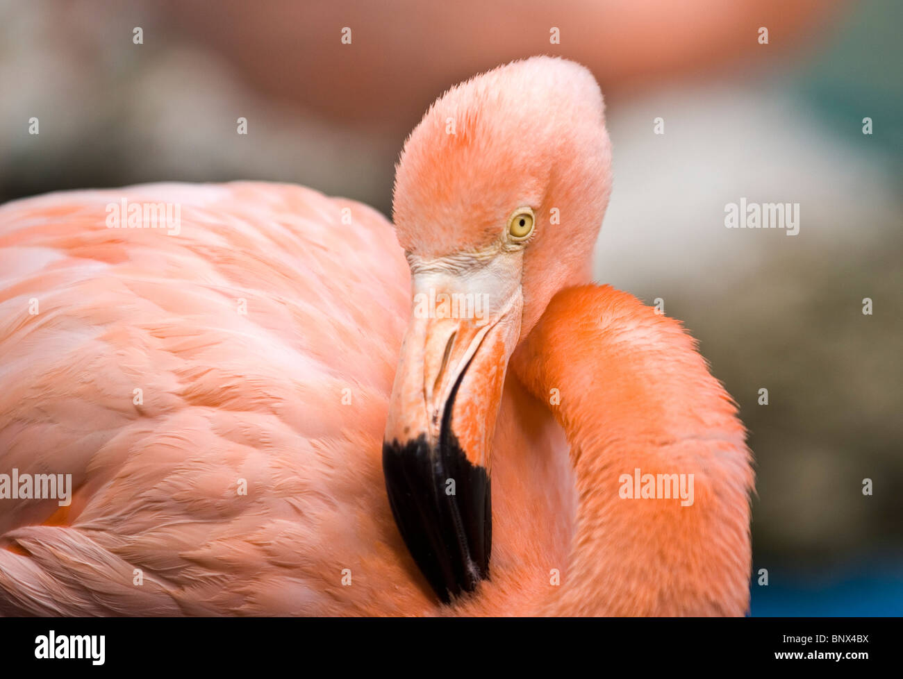 American pink flamingo Curacao, willemstad, netherlands antilles caribbean Stock Photo