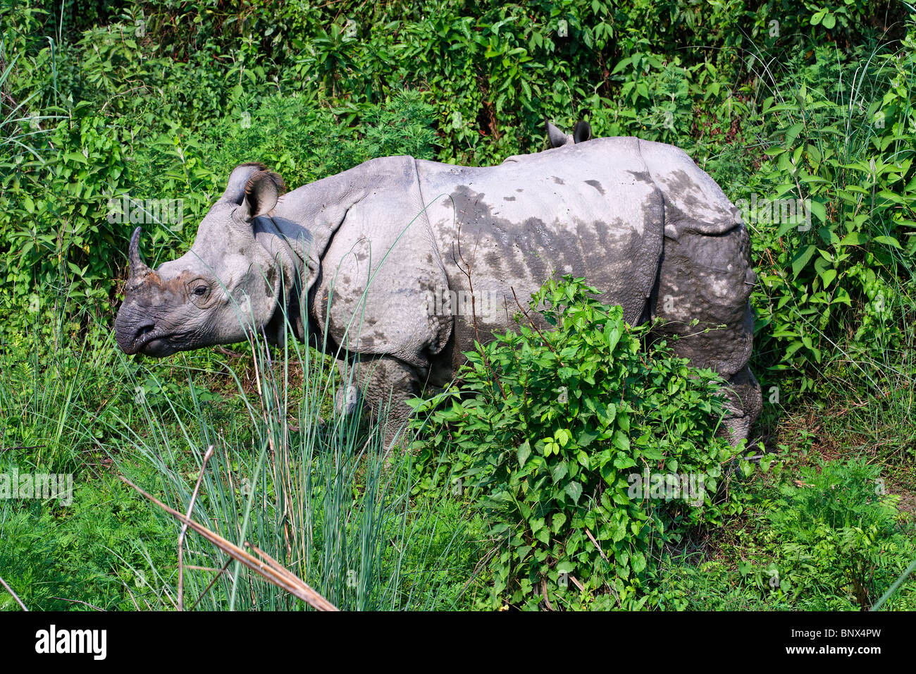Asian wildlife hi-res stock photography and images - Alamy