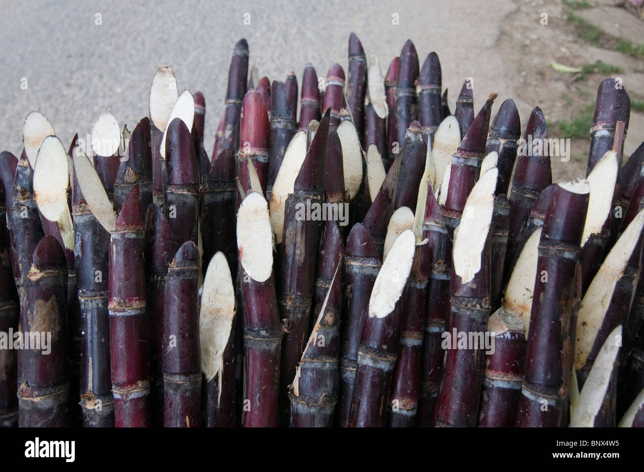 Stack of sugar canes in Haiti Stock Photo Alamy