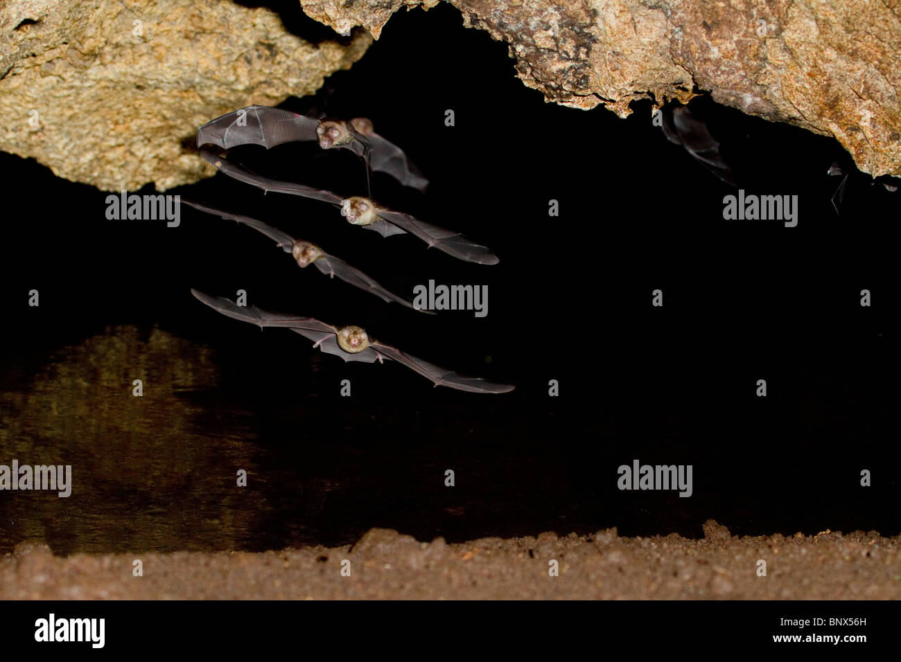 Synchronous flight of African trident bats (Triaenops afer) in cave, Kenya. Stock Photo