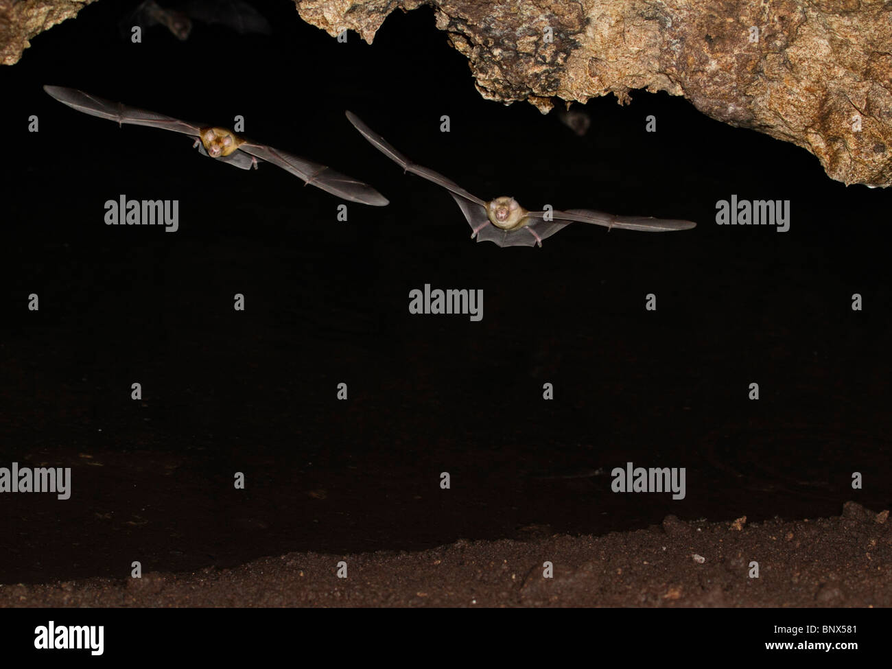 African trident bats (Triaenops afer) flying in cave, coastal Kenya. Stock Photo