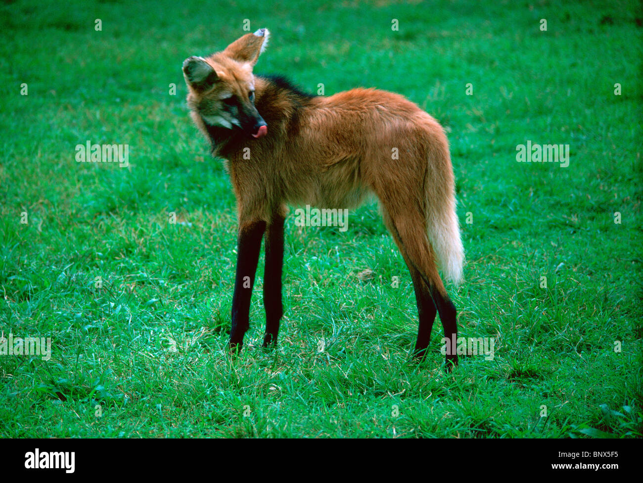 Maned Wolf. Stock Photo
